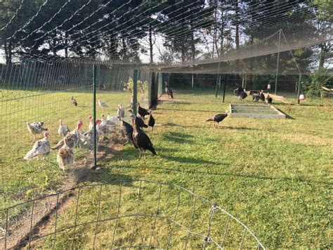 overhead netting for chicken coops